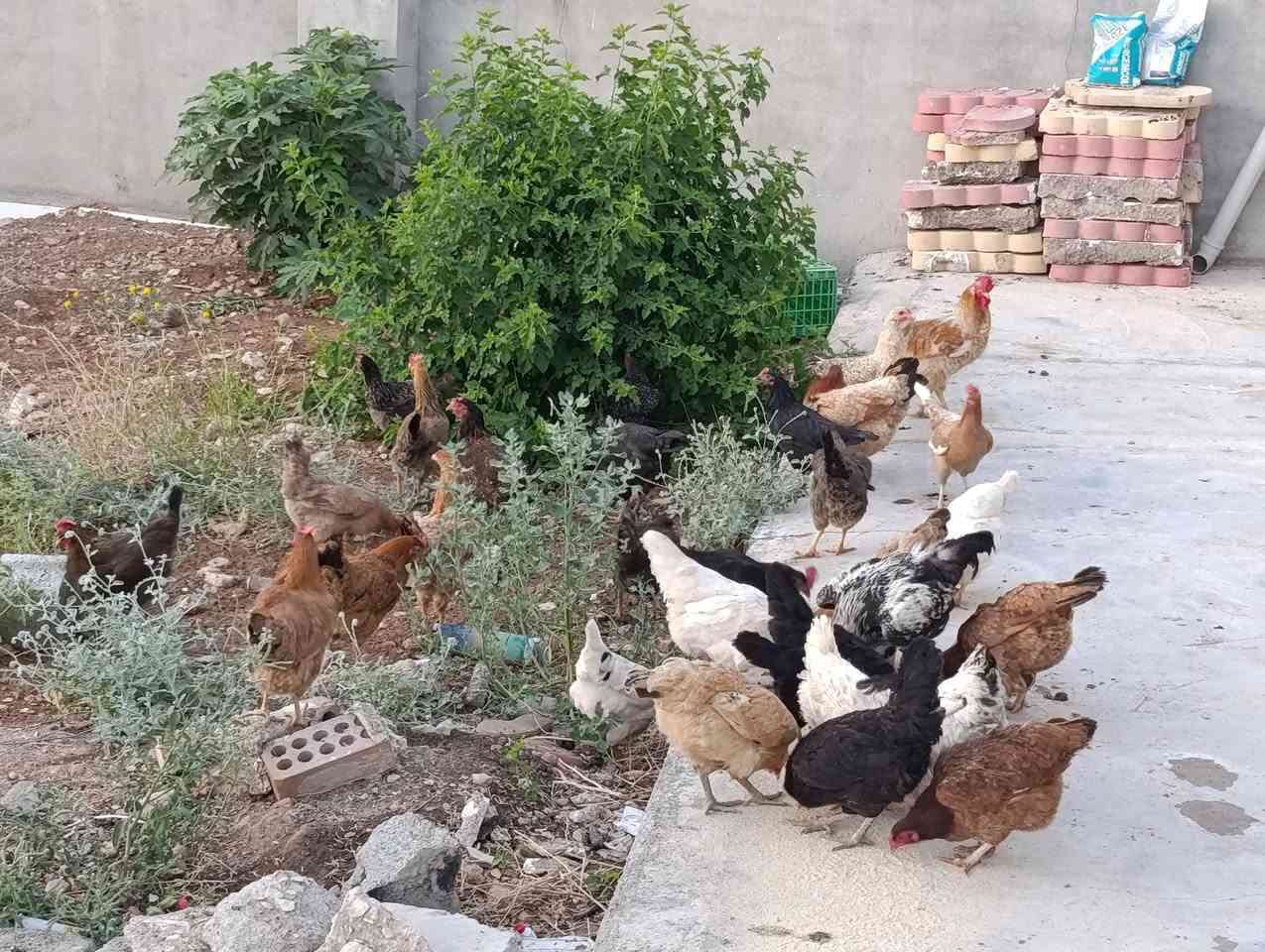 ماشاء لله 24 مریشک و 2 که له شێر
کوردی ئه سڵن  جوتی 35 هه زار 
هه موویان هیلکه ده که ن 
هی یه ک ماڵه و هی ناوباخن
شوێن عەربەت ***********
***********
