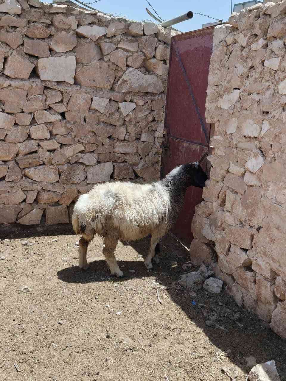 متاح نعجه ثنيه مضروبه سفنجه شرط نعجه خشنه وشكه طويله وسمن قفل لحم وشحم طلع لحم ٤٠فوك نعجه رقم واحد حلال نضيف درجه اوله وين جنايه عل حلال نضيف رقم واحد مايعر قيمته لا خابرني شرط مضروبه سفنجه سعر خاص مكان بروانه سنجك يوجد توصيل حسب لاتفاق ***********
