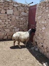 نعجه مضروبه سفنجه • حلال نضيف • بروانه سنجك