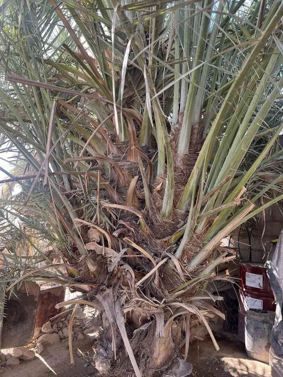 السلام عليكم ورحمة الله وبركاته
يوجد فسائل للبيع 

لؤلوه
خياره
خستاوي 

للاستفسار ***********
