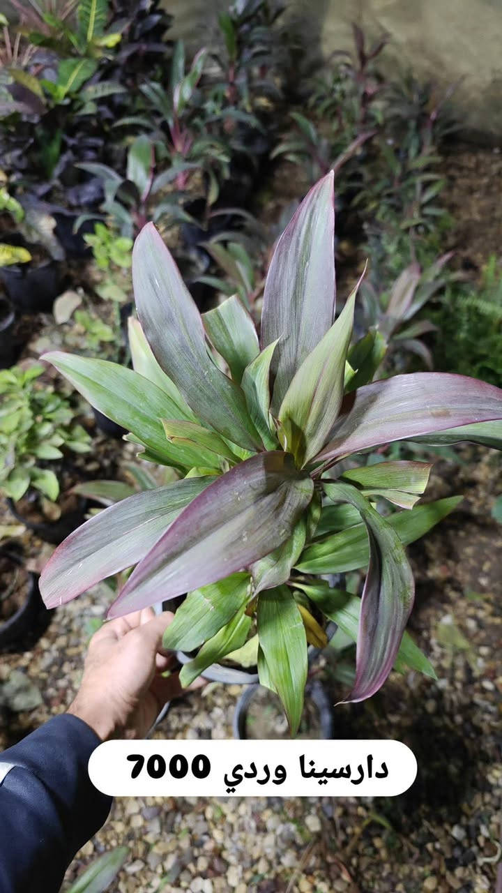 تخفيضات على كل النباتات داخليه🔥
سعر موجود داخل كل صورة

عنوانا الناصريه شارع الإمام علي تقاطع الشيباني مقابيل مصرف الطيف مشتل الشيباني ***********

يوجد خدمة توصيل 🚛
