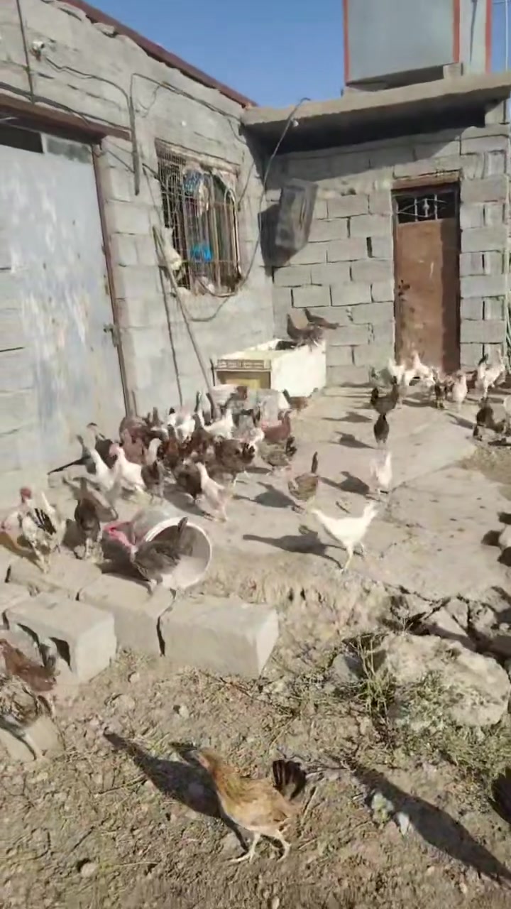 متاح للبيع دجاج عرب اصلي ماخذ جميع اللقاحات صحه خير من الله عمر ٣ أشهر للاستفسار الاتصال على الرقم ***********
مكان ديالى الخالص

