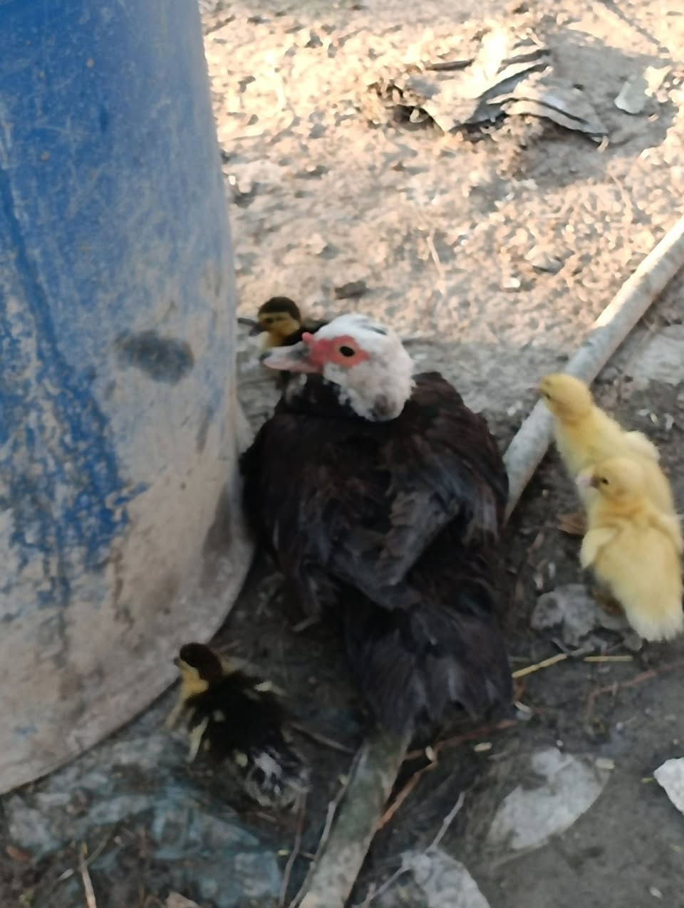 سلام عليكم
دجاجه وراها 8طيور مصريات مانعات الخطر وحالين جاي تبيض وراها 3بيضات ب30

بشه مصريه وراها 4اطيور ب15

ديوجه تلاثه بيض الواحد ب10

بش امريكي مكعكل ب25

وتساب ***********
