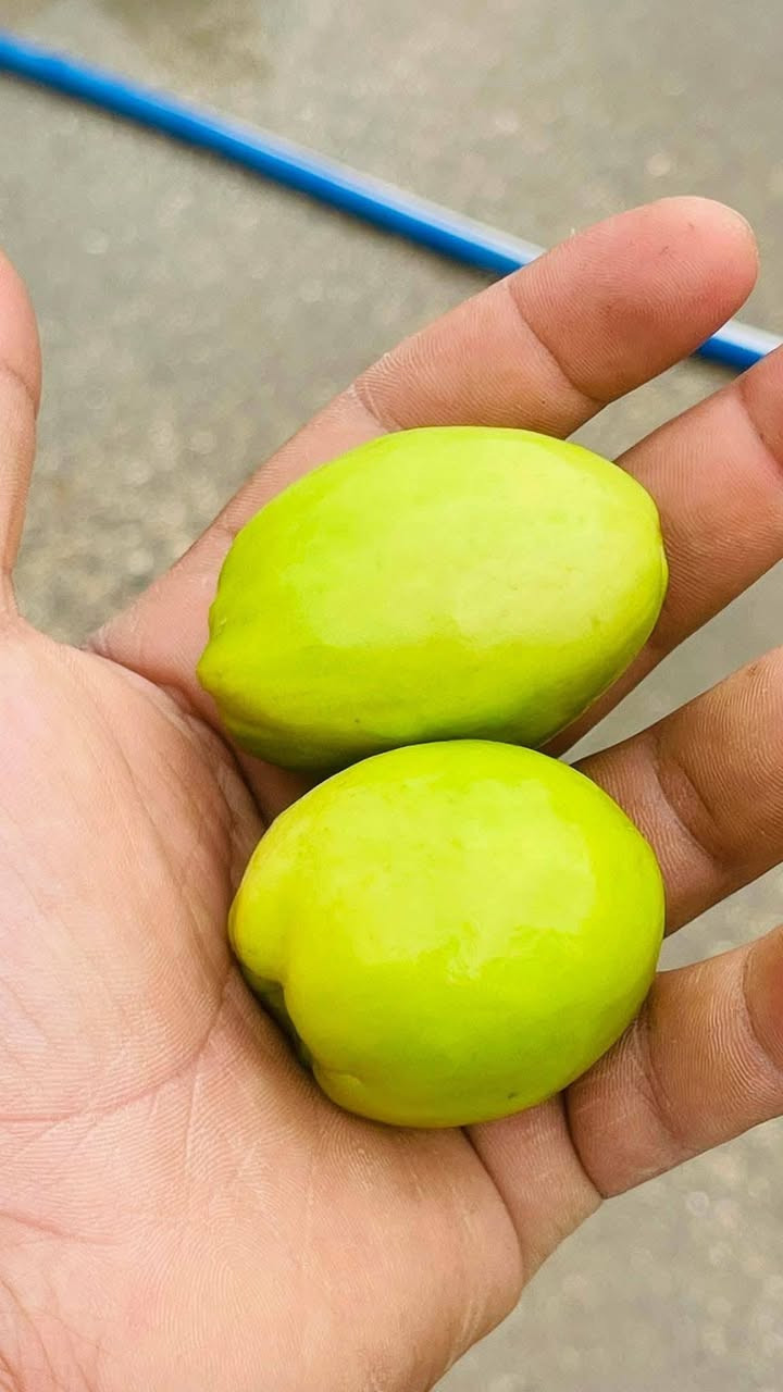 اتصل على الرقم *********** وجيك للبيت تطعيم نبك حشري الى انواع جيده وباسعار مناسبه مكاني كربلاء الحسينيه
