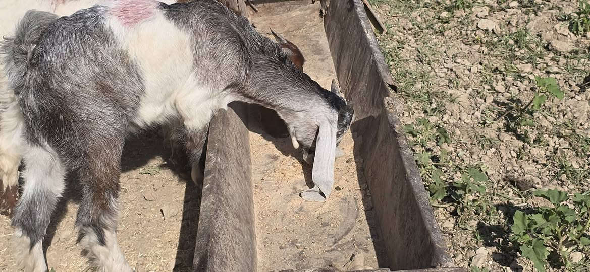 #للبيع
عنوز ٢ ام ثالث بطن حلوات وخشنات وسمان كل وحدة وراها جدي م سعرهم ٣٢٥ الوحدة وجدي مال ربط السعر ١٦٠ الف المكان تكريت/البوضايع للاتصال ***********

