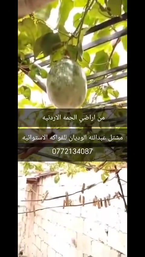 مس فلورا الجامبو الهولنديه الأحمر سعر الشتله ٥ دنانير طول الشتله مترين مس فلورا البنانا سعر الشتله ٥ دنانير جوافه برازيليه جوافه برازيليه معطره ٤شتلات ١٠ دنانير مس فلورا الجرانديلا ٤شتلات ١٠ دنانير اشتال العنب ٤شتلات ١٠ دنانير فاكهة الببينو ٤شتلات ١٠ دنانير فاكهة التنين ٤شتلات ١٠ دنانير للتواصل ٠٧٧٢١٣٤٠٨٧ ملاحظه انا ما عندي مشتل بشتل بالدار الشتل لا يوجد عليه ثمر


**إذا كنت صاحب هذا الإعلان وتريد حذفه لأي سبب، رجاءا أرسل رسالة إلى الدعم الفني**