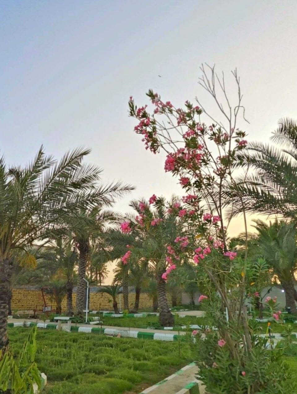 🌴منتجع سياحي مساحة 2450 م الواجهة 70 م🌴
العنوان منطقة السديناوية خلف ثانوية الواثق 
الاستفسار /🌴***********🌴
