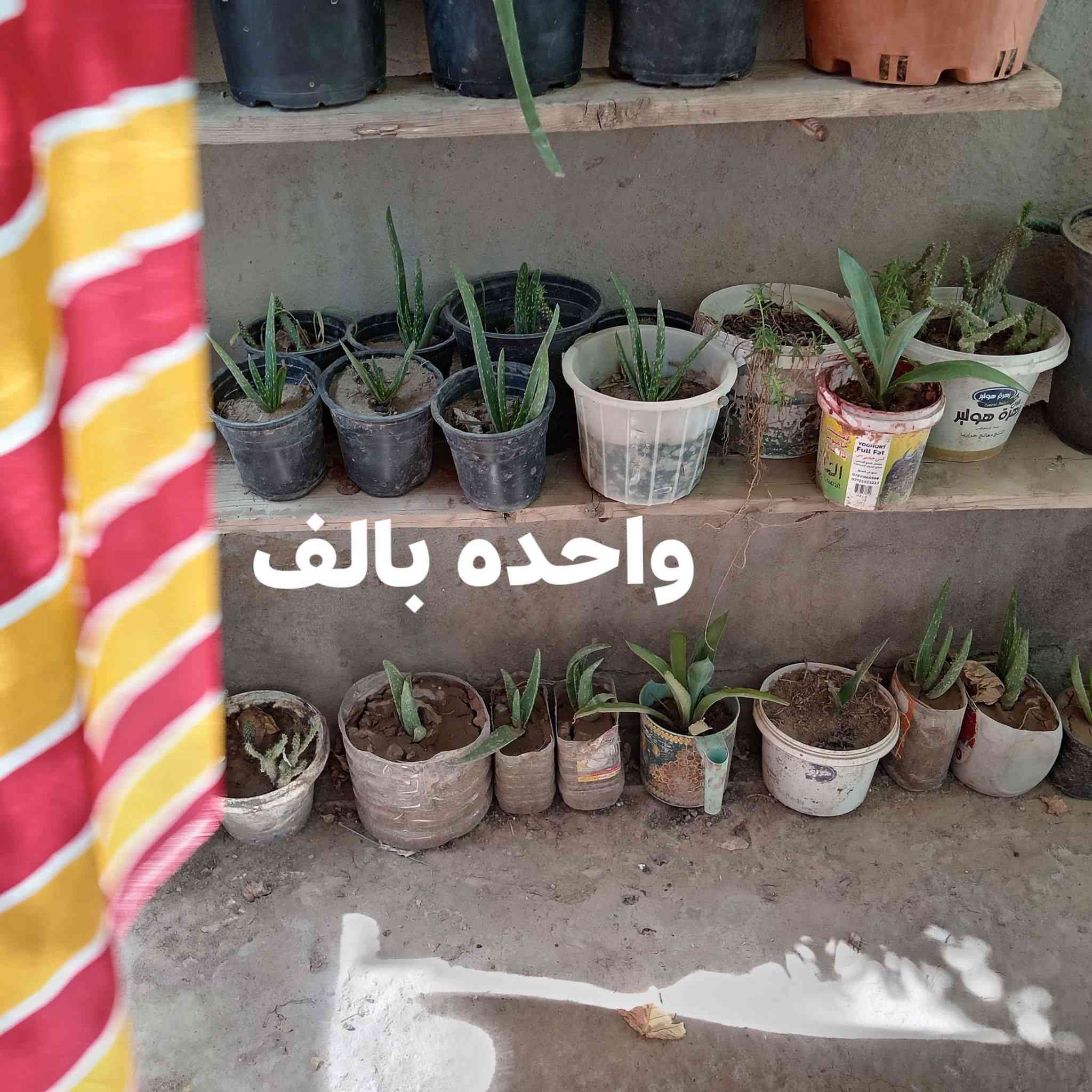صبار للبيع عدد هواي اشكد ماتريد *********** وخاص موجود
