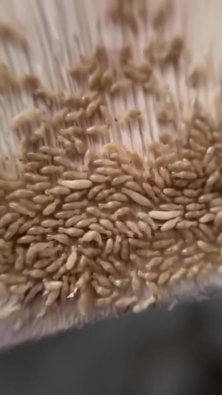 يوفر لكم ( مكتب الوسام المختص بكشف ومكافحه حشرة الارضه والقوارض بجهاز السونار) كوادر متخصصه لمكافحة حشرة الارضة .
💎كشف دقيق وموقعي. 
💎استخدام افضل انواع المبيدات المرخصة من قبل وزارةالصحة بدون رائحة وغير سامة  حيث ليس هناك الحاجة لاخلاء الموقع من سكانه .
💎ضمان خمس سنوات 
نقدم لكم الحل الأمثل لمشكلة الأرضة والنمل الأبيض، حيث نوفر جميع مبيدات فايروسيه الفعالة ونسعى لخدمة العملاء على أكمل وجه، وتقدم الشركة خدماتها في أسرع وقت وتمتلك حلول فعالة وعصرية وغير تقليدية، يتم رش المبيدات فايروسيه حسب مساحة المكان، كما يوجد خدمات خاصة للمنشآت الهامة مثل المستشفيات والبنوك والمساجد ودوائر الدوله الشركات الاهليه
💎لاتستخدم الكلوردين او النفط للمعالجة
لدينا مواد صديقة للبيئة تستخدم لمكافحة الارضة وليس فيها ضرر على الصحة العامة
تعمل كوادرنا في جميع محافظات العراق
وعلى مدار 24 
***********
***********
او مراسلة الصفحة
