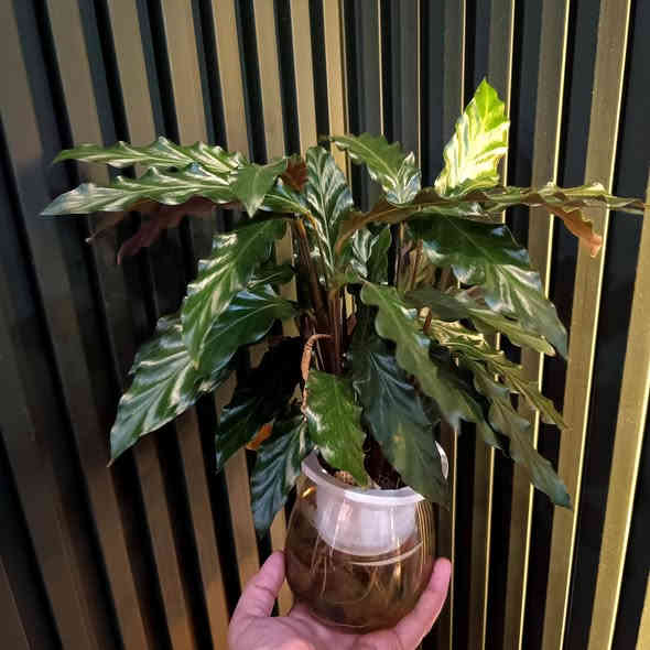 توفرت يمنا
نباتات مائية سهلة العناية
قطع تخبل 
والسعر 
9000 فقط
اراليا
باشيرا
كالاثيا
شمدورا

عدد القطع محدود 
سارع بالحجز قبل نفاء الكمية

يوجد توصيل داخل الموصل 
ولجميع محافظات العراق 

للطلب والاستفسار مراسلة 
رقم الواتس اب 
***********

#برعم
#برعم_للنباتات_المنزلية
#برعم_نباتات_مائية
#نباتات_مائية
