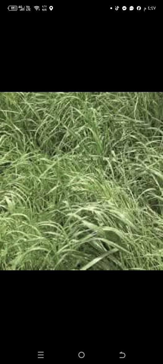 متوفر بذور  (الراي جراس) العلفية
بذور ( Ryegrass ) الافريقية

مواصفات النبات

1-تنمو بسرعة كبيرة

2_ تزرع في اي وقت في السنة عدا شهور الصقيع الباردة

3_ معمرة بالارض وتبقى لعدة سنوات اذا كانت الخدمة جيدة

4 _ النبتة الواحدة تكون من الفروع في الاسفل تصل الى اكثر من ٧٠ فرع وقاعدة عشبية كثيفة

5 _يعطي حشات كثيرة تصل الى ثلاث حشات بالشهر صيفا اذا كانت الخدمة التسميدية جيدة و حشتين بالشهر  اذا كانت التسميد ضعيف

6_ يعطي النبات ارتفاعات عالية تصل من ١٢٠  سم  الى مترين وحسب خدمة الارض

7_ يتحمل ارتفاع درجات الحرارة العالية ويتوقف بالصقيع البارد جدا شهر ١٢ وشهر ١  حيث تجف وتتيبس اوراقه من الاعلى وتبقى القاعدة خضراء لذى يفضل اذا مرت فترة صقيع قص النبات حتى لا يتأثر بالبرد ويضاف اليه اسمدة دافئه مثل الكبريت الزراعي والدمن الحيواني المتحلل والهيومك اسيد العضوي

8_ زراعته جدا سهلة يشبه زراعة الحنطة والشعير

9_ يعطي بذور كثيرة ما بين شهر ٣ الى الشهر ٩ وتعتبر فترة طويلة تستطيع ان تستخرج منه عدة حشات من البذور

10_ يثبت الاوزوت بالتربة اي الناتروجين من الهواء الى التربة لذلك  يحتاج الى اسمدة نايتروجينية قليلة ويحب الاسمدة العضوية الحيوانية

11_ يزرع بالارض وماء البئر متوسط الملوحة فهو يساعد على تخليص التربة من الاملاح

12_ يزرع بالاراضي الفقيرة والطينية الثقيلة فهو يساعد على تفتيتها وجعلها سهلة النفاثية بسبب المجموع الجذري الكثيف والذي يتمدد بالتربة طولا وعرضا وتعتبر هذا الجذور بعد قتل النبات لزراعة الارض مرة اخرى سماد بتموس بعد ان يتحلل بالتربة ليحول الارض الطينية الى خفيفية بمرور الزمن

13_ يمكن ان تنثر مع بذوره في بداية الزراعة بذور الجت والبرسيم والبقوليات وتعيش معه بدون اي مشاكل فهو يتأقلم من النباتات التي ذكرتها فقط

14_ غني جدا بالبروتين

15_ تحب اكله جميع الحيوانات من ابقار ماعز اغنام وابل وغيرها وياكله الدجاج والبط بشراهة بعد ثرمه وهذه عن تجربة ويزيد انتاج البيض لانه غني بالبروتين

16_ واخيرا وهي من افضل صفاته انه يهاجم على جميع الحشائش الضارة بالمزرعة ويقضي عليها بالكامل ليقلل على الفلاح جهود ومصاريف مكافحة الحشائش والادغال

سعر الكيلو ( ٥٧٥٠)

يوجد حجز توصيل الى بغداد وجميع المحافظات
كيس ٢٥ كيلو يكفي دونمين

هاتف ***********
