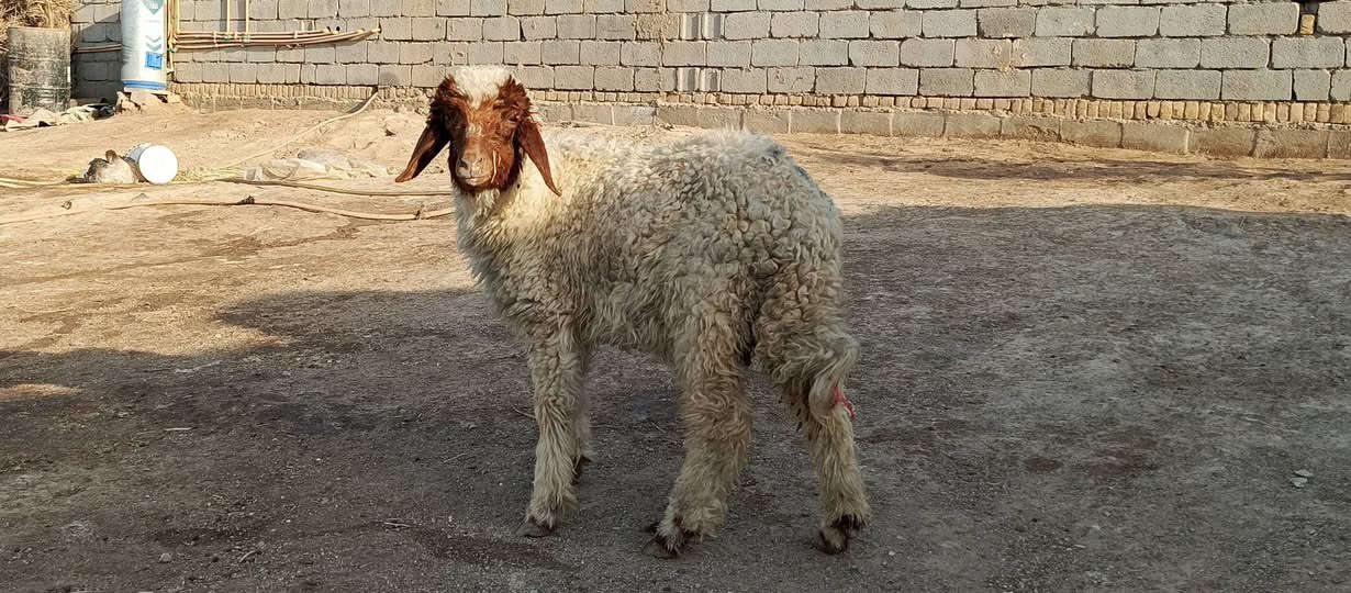 سلام عليكم 
طليه نثيه لبيع 
شرط الصحا مال بيت 
سعر 200
وبيه مجال 
مكان ناصرية سيددخيل 

رقم ‏‪***********‬‏
