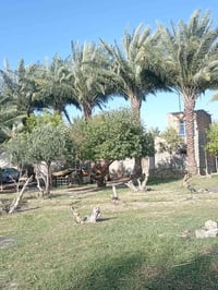 ارض طابو زراعي سند25 لبيع 3دونم وبيهه بيت كافه الخدمات متوفره نهر بصفه...