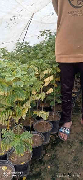 تشكيله مرتبه 😉
واسعار رمزيه 🫰

بمشتل بابل بفضل الله تشكيله مميزه من الاشجار الخارجيه المقاومه لاجوائنا  والضروف الصعبه متوفره في مشتلنا بكميات كبيره 
                              #للجمله_فقط 
#وبأسعار_مناسبه_لاصحاب_المشاتل_والدوائر_البلديه_ #والمشاريع_وحملات_التشجير
#العنوان / بابل طريق حله نجف رارنجيه المجريه 
للاستفسار //             👇
#ابو_دانيال.    ***********
