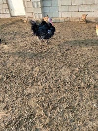 للبيع ديك شيشي خشن السعر 85 ألف// ديك دجاج هراتي عمر سنة السعر 55 .. ل...