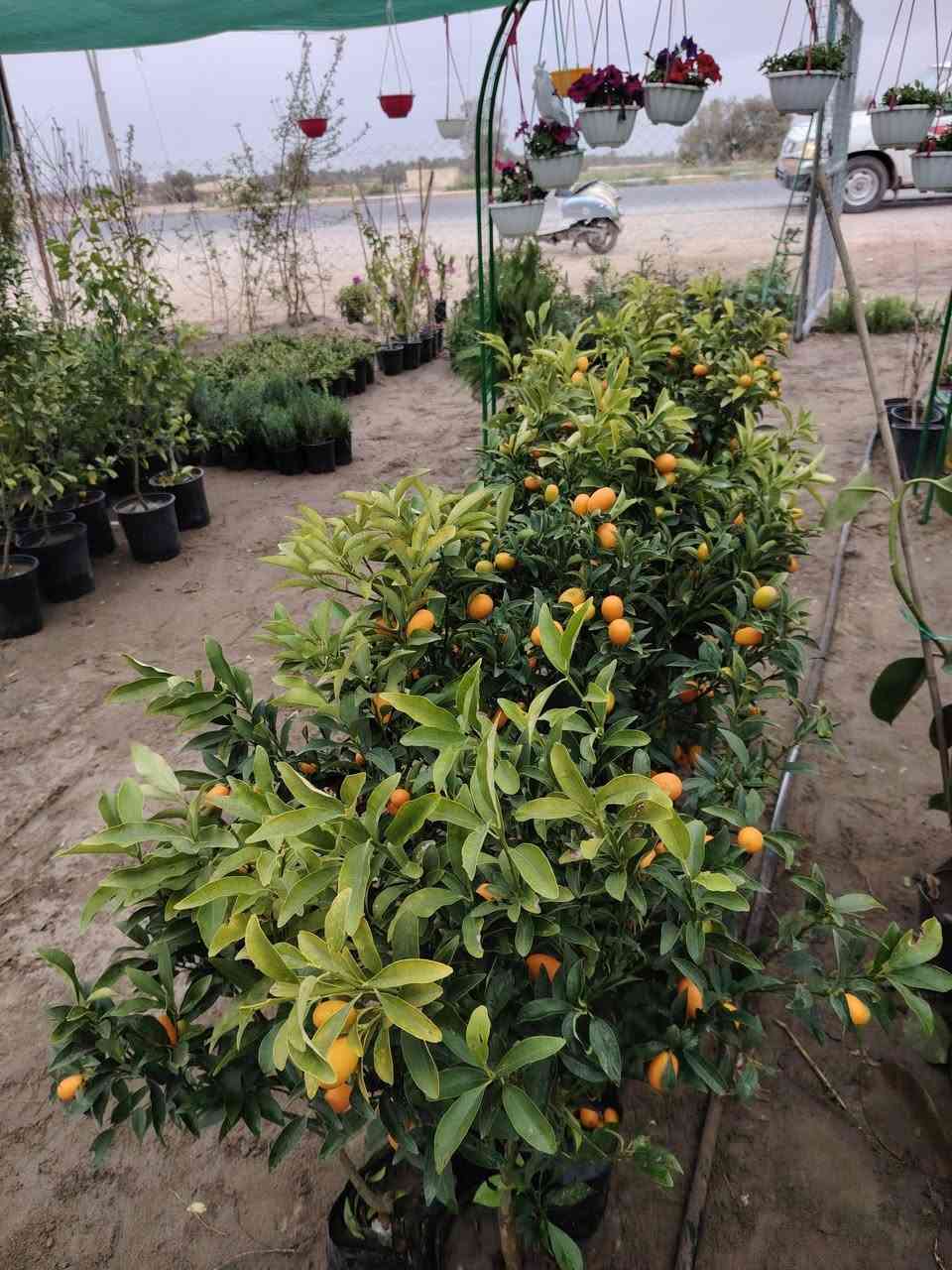 سلام علبكم
عرض اليوم
توفر برتقال ياباني القزم
القطعه اب 13000الف
يوجد توصيل للمناطق القريبه
الموقع الخالص ناحيه هبهب (عرب شوكه) قرب مندي ماجد


**إذا كنت صاحب هذا الإعلان وتريد حذفه لأي سبب، رجاءا أرسل رسالة إلى الدعم الفني**