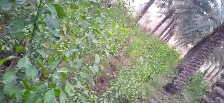 السلام عليكم متوفر شتل من النارنج ابو الطينه أرتفاع من متر ونص الى مترتين ويوجد كصات من النارنج منها الصغير ومنها الكبير وكلمن بسعرة في منطقة الشيخ حمد (لأستفسار أكثر خاص)


**إذا كنت صاحب هذا الإعلان وتريد حذفه لأي سبب، رجاءا أرسل رسالة إلى الدعم الفني**