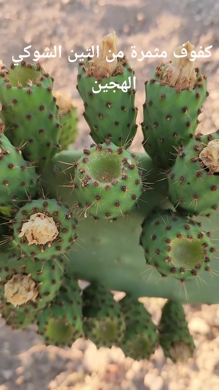 كفوف مثمرة من التين الشوكي الهجين 🌵 بأنواعه الثلاثة الابيض والاحمر والعسلي 
سعر الكف ٧٠٠٠ دينار 
توصيل ٥,٠٠٠ دینار لجميع المحافظات 
للحجز والاستفسار عبر الخاص او الواتساب ***********
 #التين_الشوكي #ثمار #معلومات #معلومة_مفيدة #ارباح #فرصة_استثمارية #زراعة_مربحة #نجاح #ما_شاء_الله #تسويق #انتاج #استثمار_زراعي
