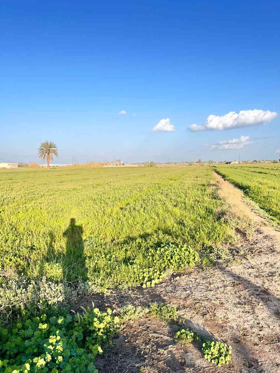 سلام عليكم كاع 3دونم للبيع خدمات كامله مي كهرباء تبليط الكع طابو زراعي تحويل ثاني يوم الامكان بغداد ابو غريب خان ضاري الزيدان للسفسار اكثر اتصل ***********
