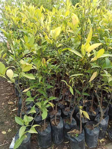 توفرت أشجار الحمضيات 🍋🍊
أحجام مختلفة وجودة عالية جاهزة للزراعة 🌱
📌 متوفرة الآن في بابونج ستور 🌼
للطلب: ***********
