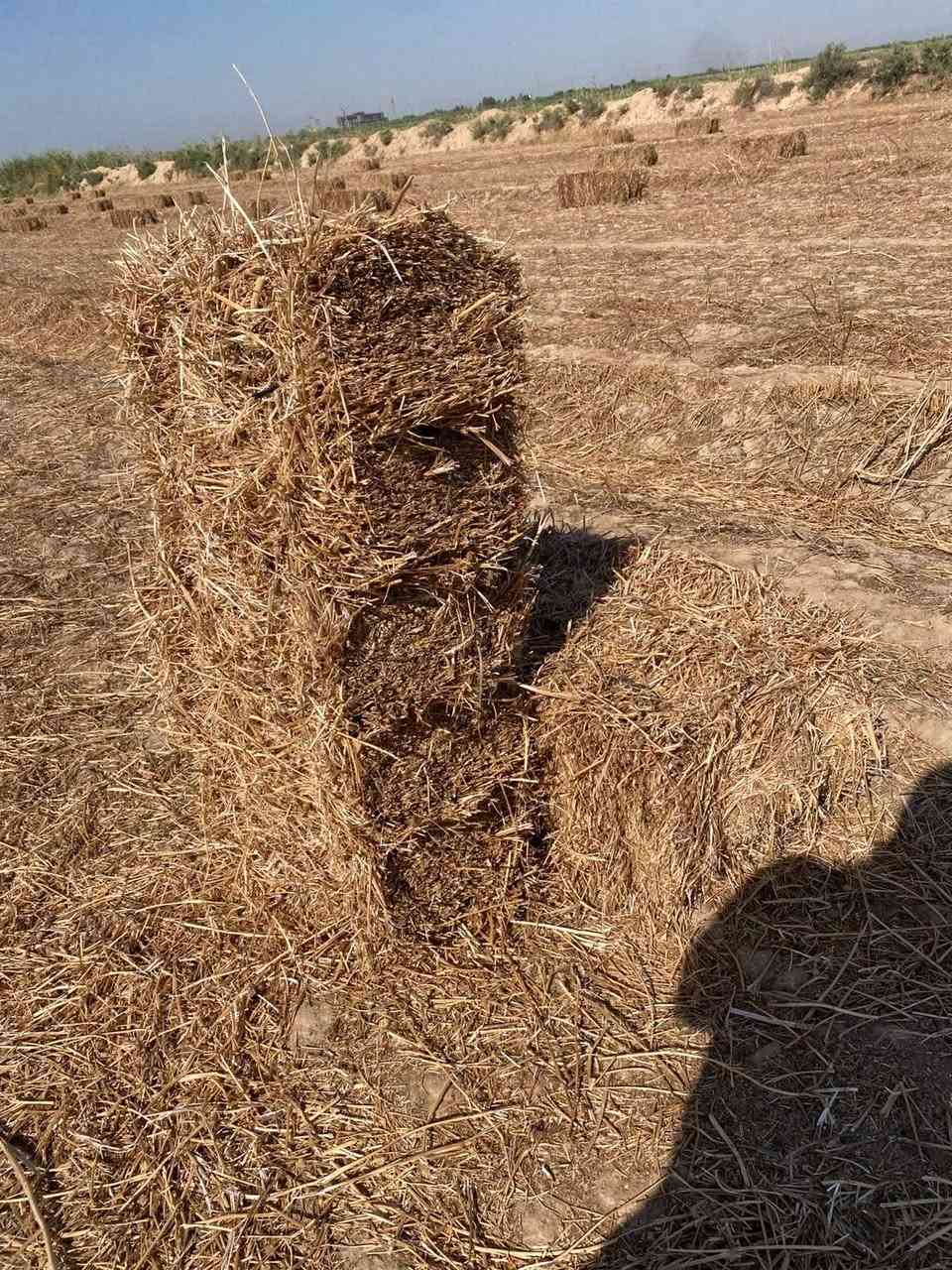 سلام عليكم يوجد تبن برسيم للبيع  عدد ٢٨٠ كبسة مكان واسط العزيزية الاتصال ***********
