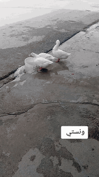 السلام عليكم شباب رابيدو لبيع مديل 25 دراجه نشاط ومعدل وشلعه فول دراجه اي نقص مابيهه كدام عينك السعر 575وبيهه مجال حك الجيه الشراي ينتصل وبي خير ويدلل ***********
