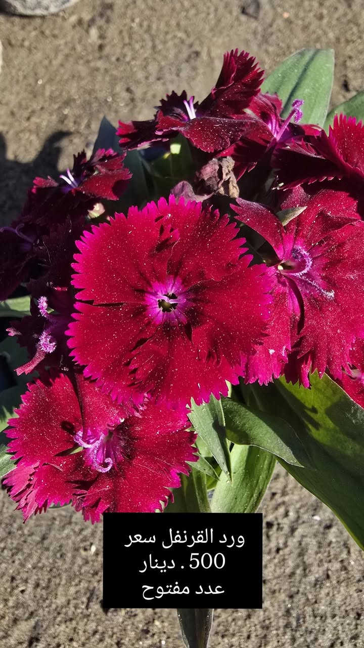 متوفرة جميع انواع الازهار الدائمية والموسمية 
بأسعار تنافسية سعر الشتلة ( 500 ' دينار)

عنوانا..قرب  معارض سيد أحمد الرفاعي

***********
