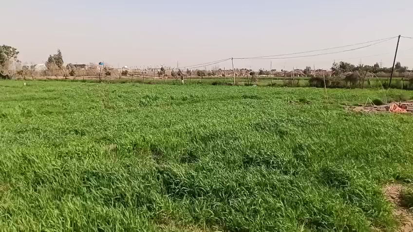 بيت ودونمين للبيع قرب مطعم جواد  تفاصيل أخرى أتصل ***********. ابو ليث الحريشاوي
