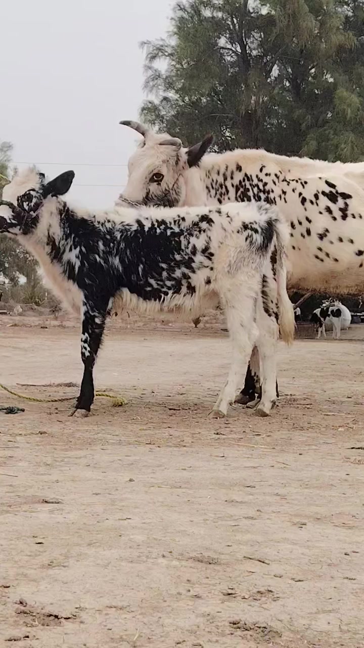 يا الله هوايش لبيع فريزيات بلاديات وراهن باجير فريزيات بلاديات وحدة ماخذه لفحل صار 6 تشهر مفحوصه سونار حلوه وخشنه وثانيه شهرين ونص صاحبات مواعين وشطر حرات يواحد يحلبهن مجنيات مالات جناي شرط لحليب ودسامه خير من الله هوايش مالات بيت مشروطات كافه شروط لجني لسعر2500 وثانيه 2850 لمكان بابل شوملي لسفسار ***********
