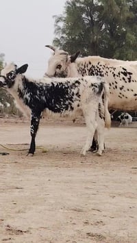 فريزيات بلاديات • حامل 6شهور • بابل شوملي