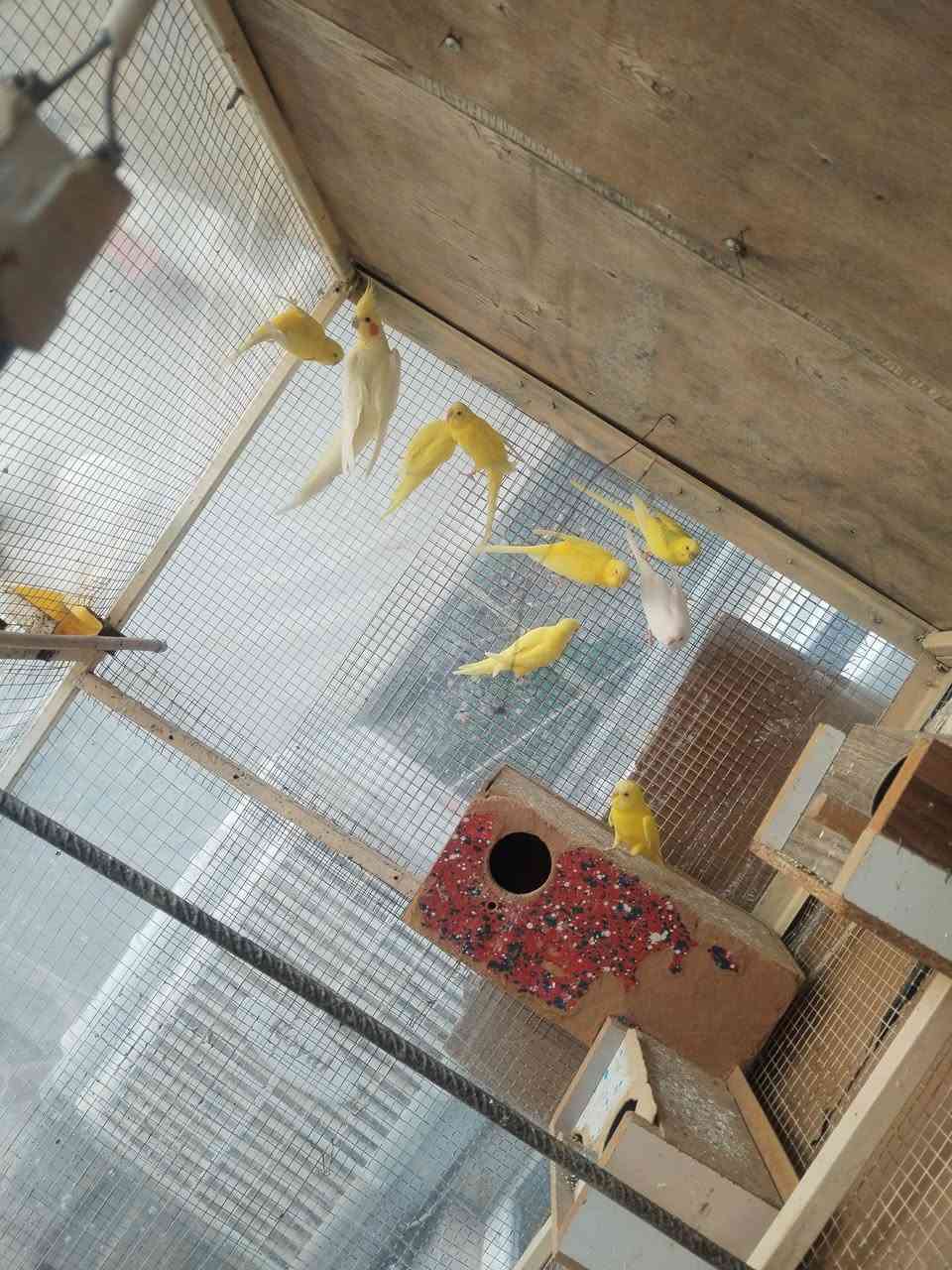 طيور حب للبيع 4 ازواج الزوج ب 10 المكان كركوك عمل شعبي ***********
