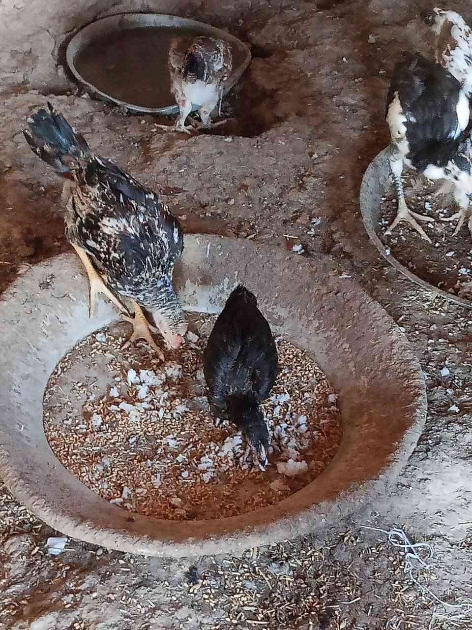 السلام عليكم ورحمة الله
اخوان صواصي للبيع اكو من الف الى 4 الف اسعارهم كل شي وسعره والرزق ع الله ***********
