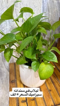 نباتات داخلية • لبلاب • سانسيفيرا