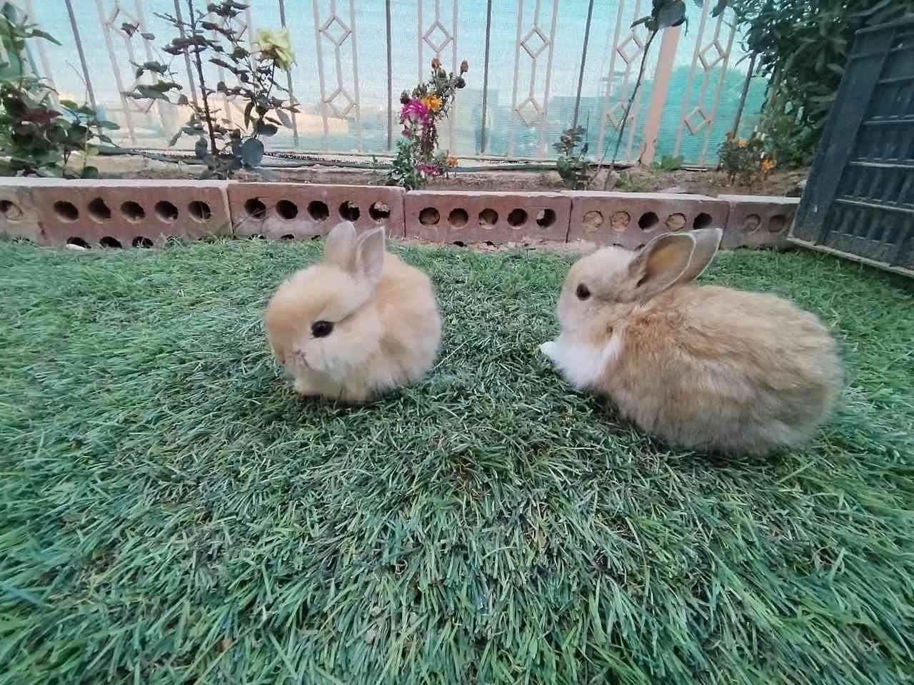 متاح ارانب أمريكيه مال زينه صغار عدد ٣ زواج اليفات فول جمال ما شاء الله تبارك الرحمن
سعر الزوج ١٠ قفل
مكان تكريت القادسية
رقم ***********
ابهاتهن هم للبيع موجودات
