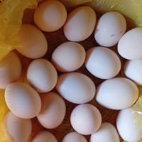 بيض دجاج • بيض دندراوي • دجاج دندراوي • بيض • دجاج • دندراوي