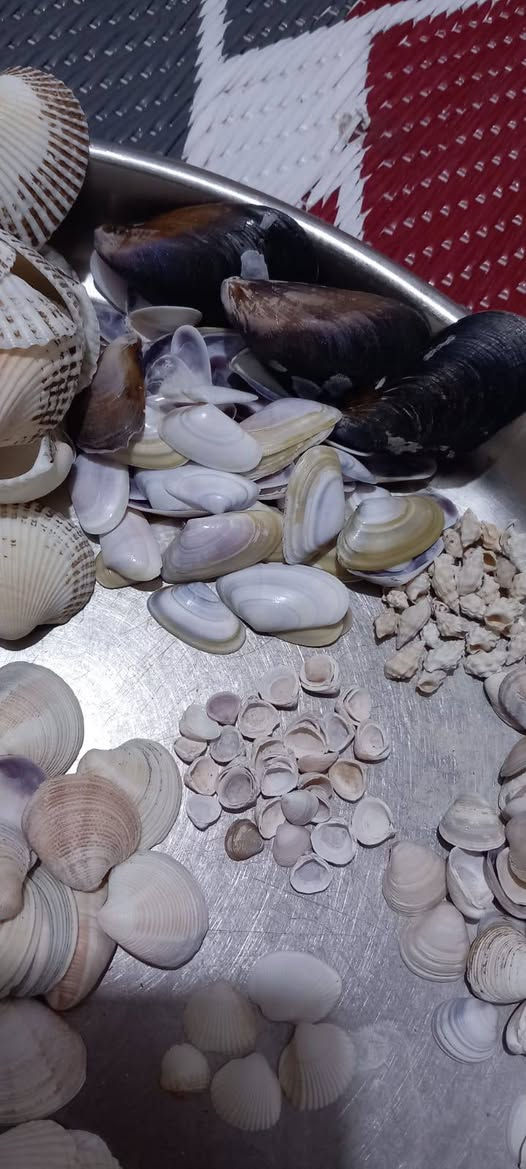 محار يخص الاعمال اليدويه والديكور والريزن يفيد الكلشي المجموعه كلها كبار وصغار بحجامه وشكله ب12الف توصيل3


**إذا كنت صاحب هذا الإعلان وتريد حذفه لأي سبب، رجاءا أرسل رسالة إلى الدعم الفني**