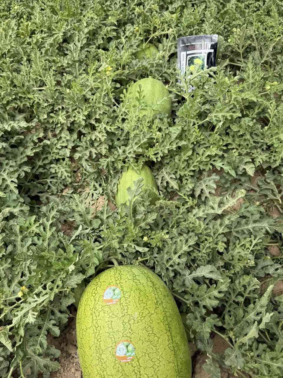 🌱🍉
صنف الرقي أمير F1
التابع لـ شركة أشجار البستان

من اشهر مناطق أنتاج الرقي في #العظيم
يبرز وبقوة أحد نجوم #شركة_اشجار_البستان

من الأصناف الهجينة المميزة التي أثبتت نجاحها وكفاءتها في مختلف الظروف الزراعية، لما يمتلكه من مواصفات مرغوبة وإنتاجية عالية نالت إعجاب المزارعين في عدة مناطق. 💪🌿

🔸 حجم ثمار ممتاز وشكل تسويقي جذاب
🔸 يتراوح وزن الركية الواحدة من 17 – 23 كيلو
🔸 تجانس عالي بالثمار وجودة مميزة
🔸 تحمّل ومقاومة ممتازة للظروف الجوية والإجهاد
🔸 صنف هجين F1 قوي بالإنتاج والثبات الحقلي

صنف الأمير ليس مجرد إنتاج وفير فقط، بل هو عنوان للجودة والثقة والنتائج المضمونة في الحقل والسوق. 🌟🍉

مستمرون بتقديم أفضل الأصناف الزراعية لخدمة مزارعينا الكرام وتحقيق أعلى مردود وإنتاجية بإذن الله. 🌱🤝

#صنف_الرقي_امير F1
#المهندس_محمد_آل_رشاد
#الزراعة_في_العراق
#مشاهدة_حقلية
#شركة_اشجار_البستان
#رقي_العظيم
@ابرز المعجبين


**إذا كنت صاحب هذا الإعلان وتريد حذفه لأي سبب، رجاءا أرسل رسالة إلى الدعم الفني**