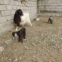 عنز لبيع ور توم حليب خير من الله شرط على كل شيء مل جني السعر 500الف قف...