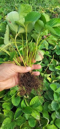 شتلات فراولة • بذور استوائية • توصيل السماوه