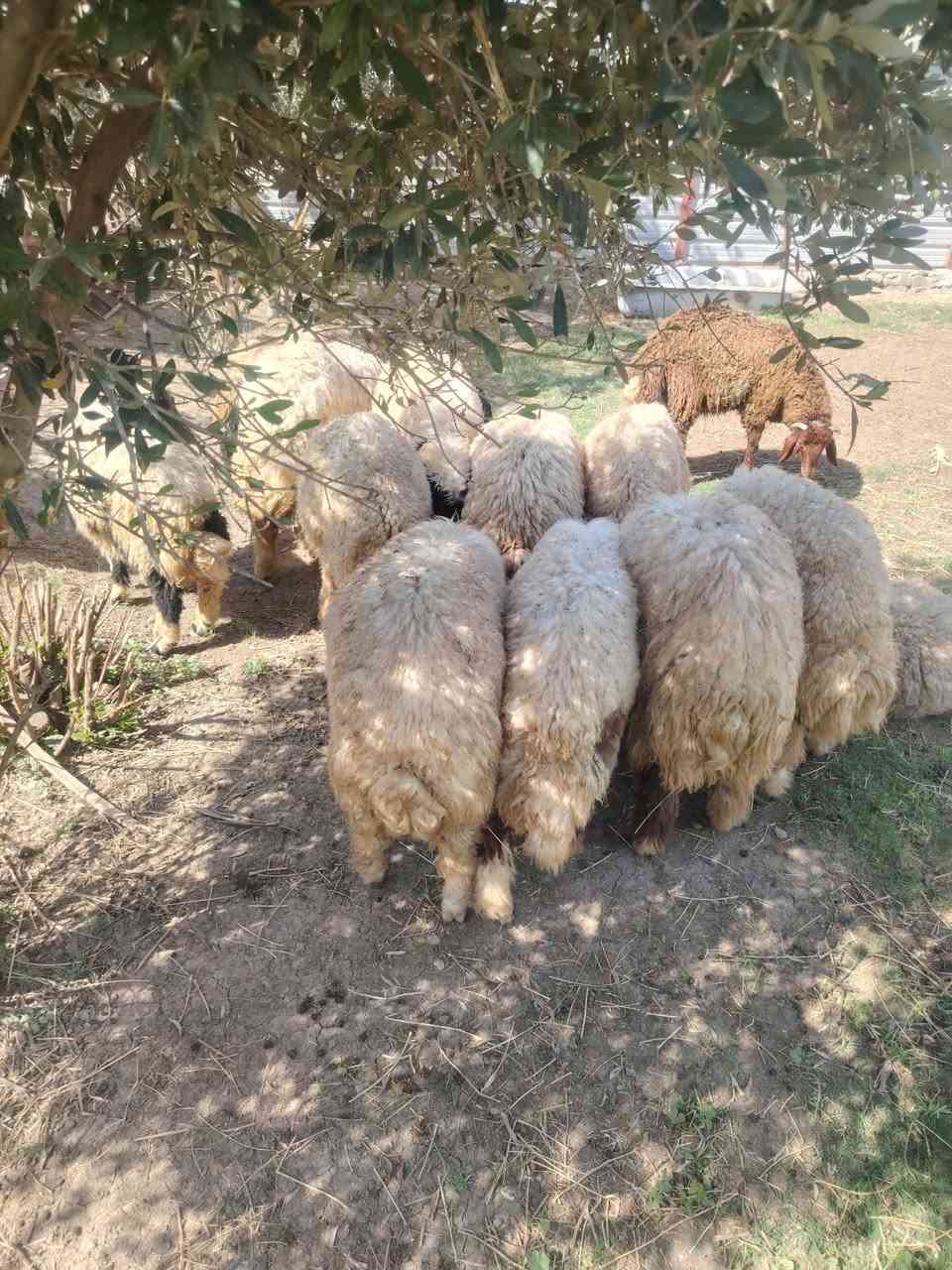 السلام عليكم
متاح افحل عواسي
سمان نذاريات
أو يرهمن ارباط
شرط صحاوه
العنوان المحموديه حي بدر
***********
***********
اتصل واني بخدمتك انشاء الله ماقصر
