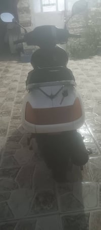 ياباني • فحل • كفالة
