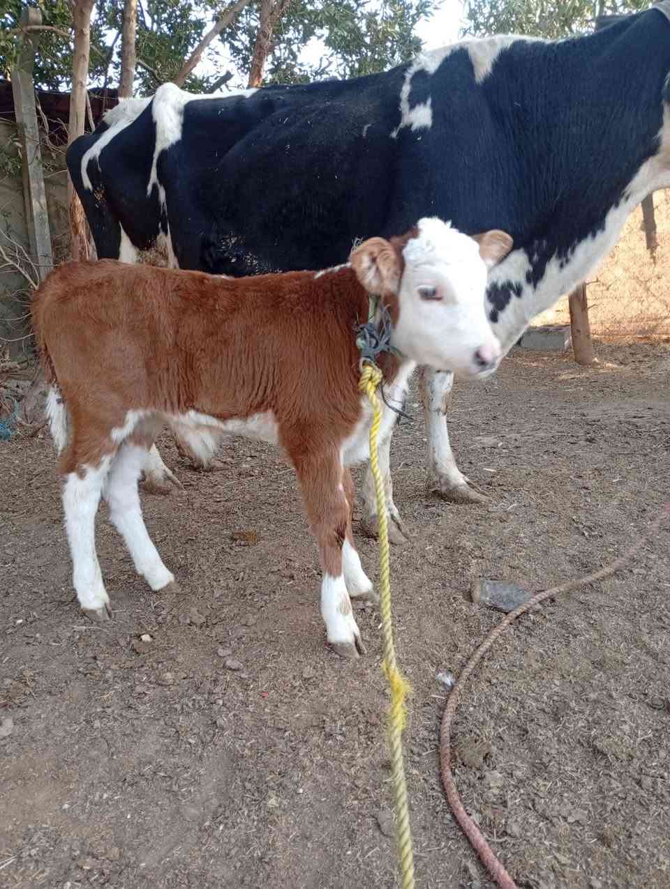 بقره هوشتاين الماني خشنه عملاقه وراهه عجل فحل سمنتال اجم الاصلي ماعون وشطر خباب متعهده بكافه شروط الجني بابل ناحيه الشوملي السعر مناسب ٢٩٥٠ للاتصال *********** واتساب *********** يوجد توصيل لبعض المحافظات وحسب الاتفاق
