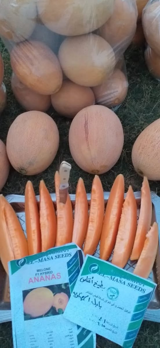 بطيخ اناناس التايلندي صنف مختار بعناية للمزارعين انتاج عالي طعم مميز مقاوم للاصابات •
🟧 المميزات 

🟧 هجين قوي عالي الإنتاجية
🟧 نسبة إنبات مضمونة تصل إلى 90%
🟧 ثمار متجانسة بالحجم والشكل
🟧 لون شبكي ذهبي جذاب تسويقياً
🟧 طعم مميز بنسبة سكر (Brix) عالية
🟧 تحمل ممتاز للحرارة والإجهاد
🟧 مناسب للزراعة المكشوفة والبيوت البلاستيكية


**إذا كنت صاحب هذا الإعلان وتريد حذفه لأي سبب، رجاءا أرسل رسالة إلى الدعم الفني**