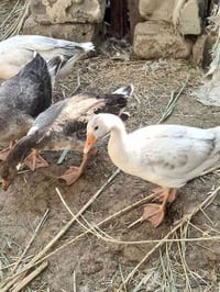 بطوط • للبيع • بط • زوج بط • حيوانات اليفة • طيور للبيع