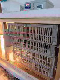 فقاسات فلين • تقليب يدوي • نظام ٣ طوابق