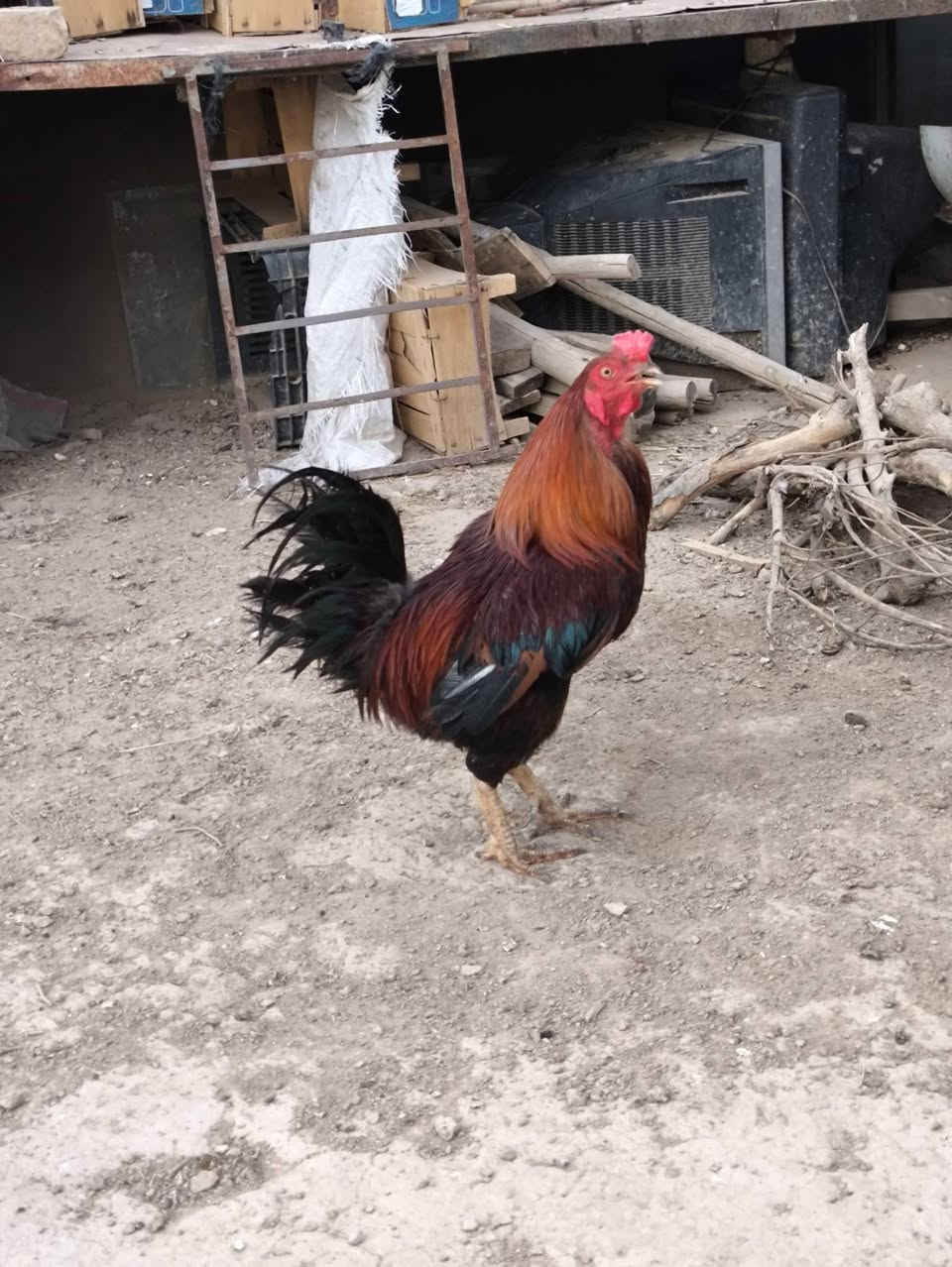 @دجاج عرب للبيع كله بياض وشرط البيض يوميه وديوجه عدد3  عرب شمسي وديج عرب ابيض صافي  وفرخاتهن شراي يراسلني ويدلل


**إذا كنت صاحب هذا الإعلان وتريد حذفه لأي سبب، رجاءا أرسل رسالة إلى الدعم الفني**