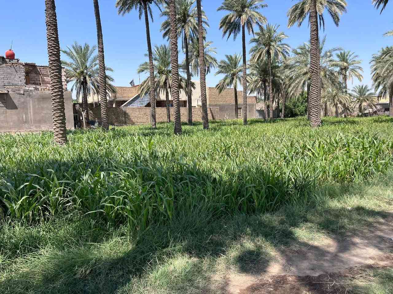 السلام عليكم ورحمة الله وبركاته
ارض طابو صرف بستان للبيع منها  1000متر جنس العقار ملك صرف بستان  الختم العثماني هور حجاب
تقع الأرض بين الحمزه والهاشميه 
طريق على قماره قريبه على محريجه متوفر فيها كافه الخدمات من الماء الكهرباء والخط الذهبي
والشارع رئيسي 10 أمتار
والتبليط  من ضمن هاي السنه ان شاء الله
للاتصال على الرقم التالي
***********
