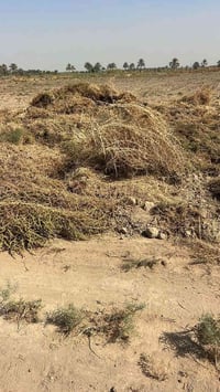 خلف جامعه بابل • ١٠ دونم • طابو زراعي