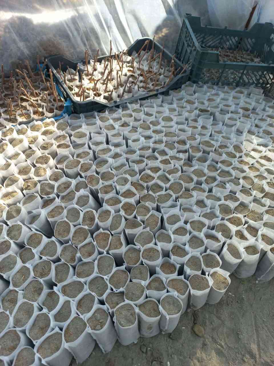 اكياس زراعية صديقة للبيئة قابله للتحلل
لزراعة البذور والاقلام 
حيث لا تحتاج الى التفريد الشتلات فهي راقيه جدا للمشاتل و محبين الزراعة 
بعد اليوم اي بادرات لا تموت ولا تتلف 😍
كل 1000 كيس ب10 الف دينار فقط 
500 كيس ب5 الف دينار فقط 

مهندس احمد
***********

#بذور #زراعة #جيو_فابرك #اكياس_زراعية
