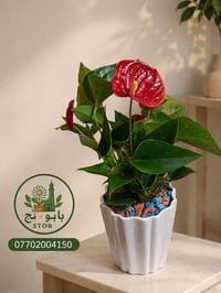 🌺 أنثوريوم جمال يدوم وأناقة تزين منزلك بكل بساطة. 🌼 بابونج  📞 للحجز وا...